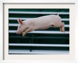 Beauty a 20-Week-Old Pig Flies Through the Air