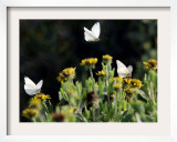 Butterflies Land on Wild Flowers at Boca Chica  Texas