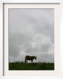 Horse Stands on a Rainy Meadow  St Peter  Germany