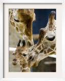 Giraffe Calf is Seen with Her Father and Her Mother at the Berlin Zoo