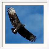 A Black Buzzard Flies Off