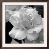 Candy Rose