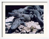 Alligators Bask in the Sun in Louisiana's Bayou Country