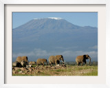 Elephants Backdropped by Mt Kilimanjaro  Amboseli  Kenya