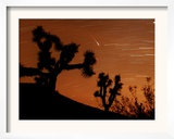 Several Leonids Meteors are Seen Streaking Through the Sky Over Joshua Tree National Park  Calif