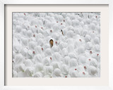 Students Participate in the 500 Days Countdown Ceremony for the 2008 Beijing Olympics in Hong Kong