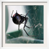 A Female Black Widow Spider