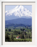Mount Hood over Houses Scattered amongst Orchards and Firs  Pine Grove  Oregon