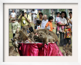 Tourists Gather to Watch Long-Tailed Macaques During an Annual Festival to Honor Them