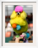 A Poodle Named Peter is Posed on its Owner's Hand During Competition at the World Dog Exhibition