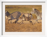 Zebras and Offspring at Sunset  Amboseli Wildlife Reserve  Kenya