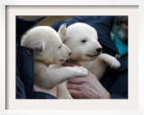 Two 7 Weeks Old Polar Bear Cubs