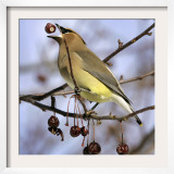 A Cedar Waxwing Tosses up a Fruit from a Flowering Crab Tree  Freeport  Maine  January 23  2007