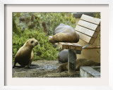 A Sea Lion Rests on a Park Bench at Breakwater Cove
