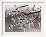 Ice from Freezing Rain Coats Tree Branches Near Omaha  Nebraska