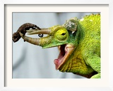 A Newly Born Jackson's Chameleon Rests on its Dad's Horns