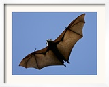 A Flying Fox Soars Above the Trees