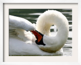 Swan on the river Rhine near Breisach  Germany