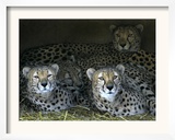 Four Cheetahs Snuggle Together on a Frigid Afternoon
