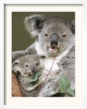 An 8-Month-Old Koala Joey