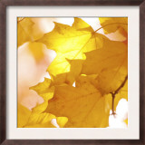 Autumn Leaves in Soft Sunshine III