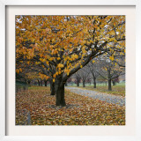 Autumn Afternoon III