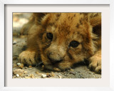 Lion Cub  Budapest  Hungary