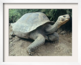 Giant Turtle  Santa Cruz Island  Galapogos Islands