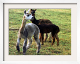 Sheared Alpacas Look Around Their Field August17  2003  in Sandpoint  Idaho