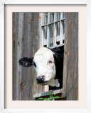 A Cow Peers out of a Barn Window in Sutton  NH