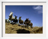 Horses and Donkeys Trample on a Crop of Fava Beans