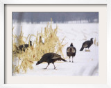 A Flock of Wild Turkey Pick Over a Corn Field in Williston  Vermont  Wednesday  March 5  2003