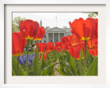 With the White House in the Background  Blooming Tulips in Lafayette Park Frame the White House