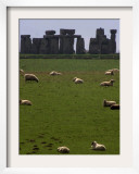 Sheep Graze