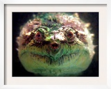 Snapping Turtle Swims in an Exotic Animal Shop Aquarium in Downtown Varna  Bulgaria