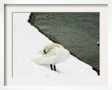 A Swan Cleans its Plumage on a Snow Covered Embankment