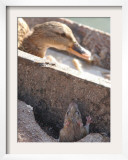 Rat Peeps from a Hole as a Duck Sits in the Sun in a Park Lazienki in Warsaw  Poland