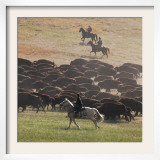 Buffalo Kick up Dust as Horseback Riders Keep Them Moving at the Custer State Park Buffalo Roundup