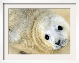 Nahia  a Five-Day-Old Grey Baby Seal  is Seen at the Biarritz Sea Museum