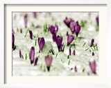 Crocus Blossoms Break Through the Snow Blanket