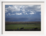 Indigenous Aymara Farmers Use Donkeys to Transport Hay in Santiago De Huata  Bolivia