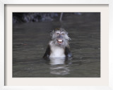Long-Tailed Macaque Monkey Sits in the Water after Taking Food from a Tourist Boat in Malaysia