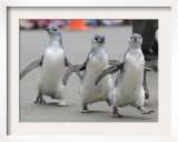 Trio of New Adolescent Magellanic Penguins Waddle Through the San Francisco Zoo