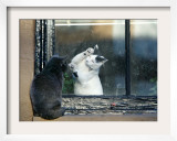 Separated by a Pane of Glass  a White Cat Tries to Play with a Black Cat