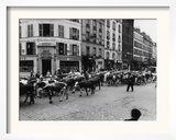 A Herd of Cattle is Driven Along a Paris Streen