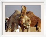 Camels Fight During the 36th Sahara Festival of Douz  Southern Tunisia