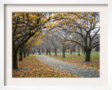 Autumn Path III
