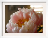 Delicate Blossoms IV