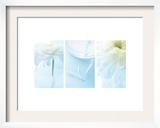 White Mums Triptych