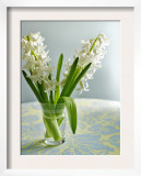 White Carnegie Hyacinth